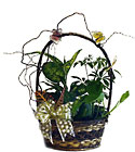 Butterfly Plant Basket