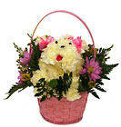 Carnation Puppy