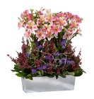 Window box Romance