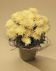 /images/jhsympathy/SF112-11lg.jpg Blooming Chrysanthemum with willow accent