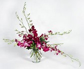 /images/media99/m02-031lg.jpg Orchids