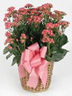  Kalanchoe