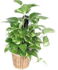 /images/media99/m02-045alg.jpg Pothos on a Pole