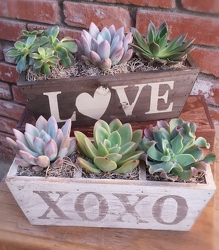 Succulent Planter from Twigs Flowers and Gifs in Yerington, NV