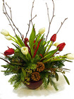 Winter Tulips 