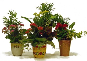 Tuscan Garden from Twigs Flowers and Gifs in Yerington, NV