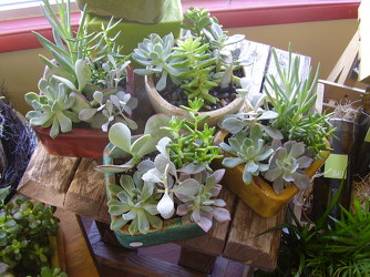 Succulent Garden from Twigs Flowers and Gifs in Yerington, NV