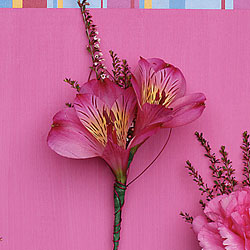 Alstromeria Boutonniere from Twigs Flowers and Gifs in Yerington, NV