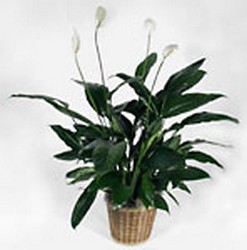 Peace lily from Twigs Flowers and Gifs in Yerington, NV