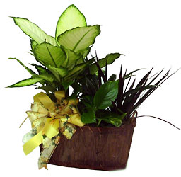 Planter basket from Twigs Flowers and Gifs in Yerington, NV