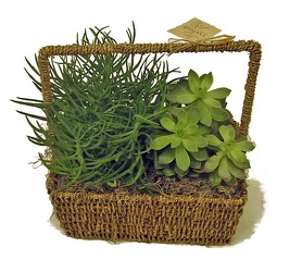 Succulent Duo from Twigs Flowers and Gifs in Yerington, NV